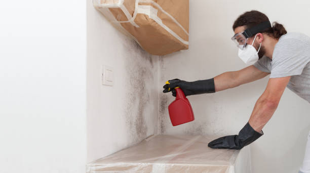 Professional Basement Mold Removal technician working in Medford, NJ