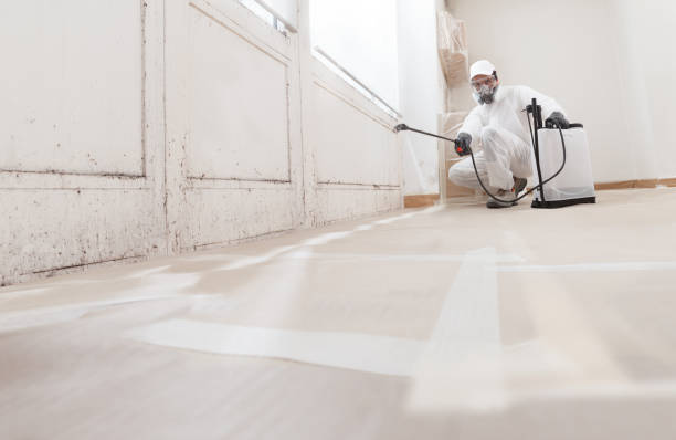 24/7 Emergency Basement Mold Removal experts in Medford, NJ