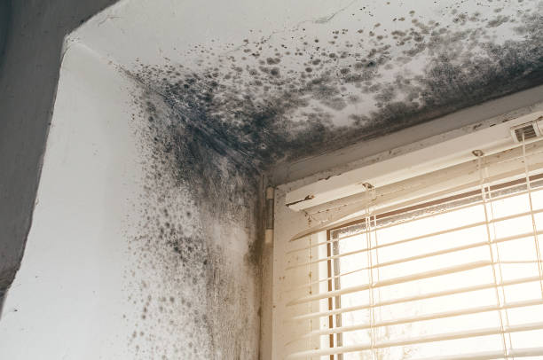Affordable Basement Mold Removal solutions in Medford, NJ