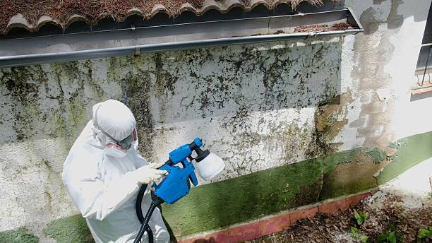 Top rated local Basement Mold Removal specialists in Medford, NJ